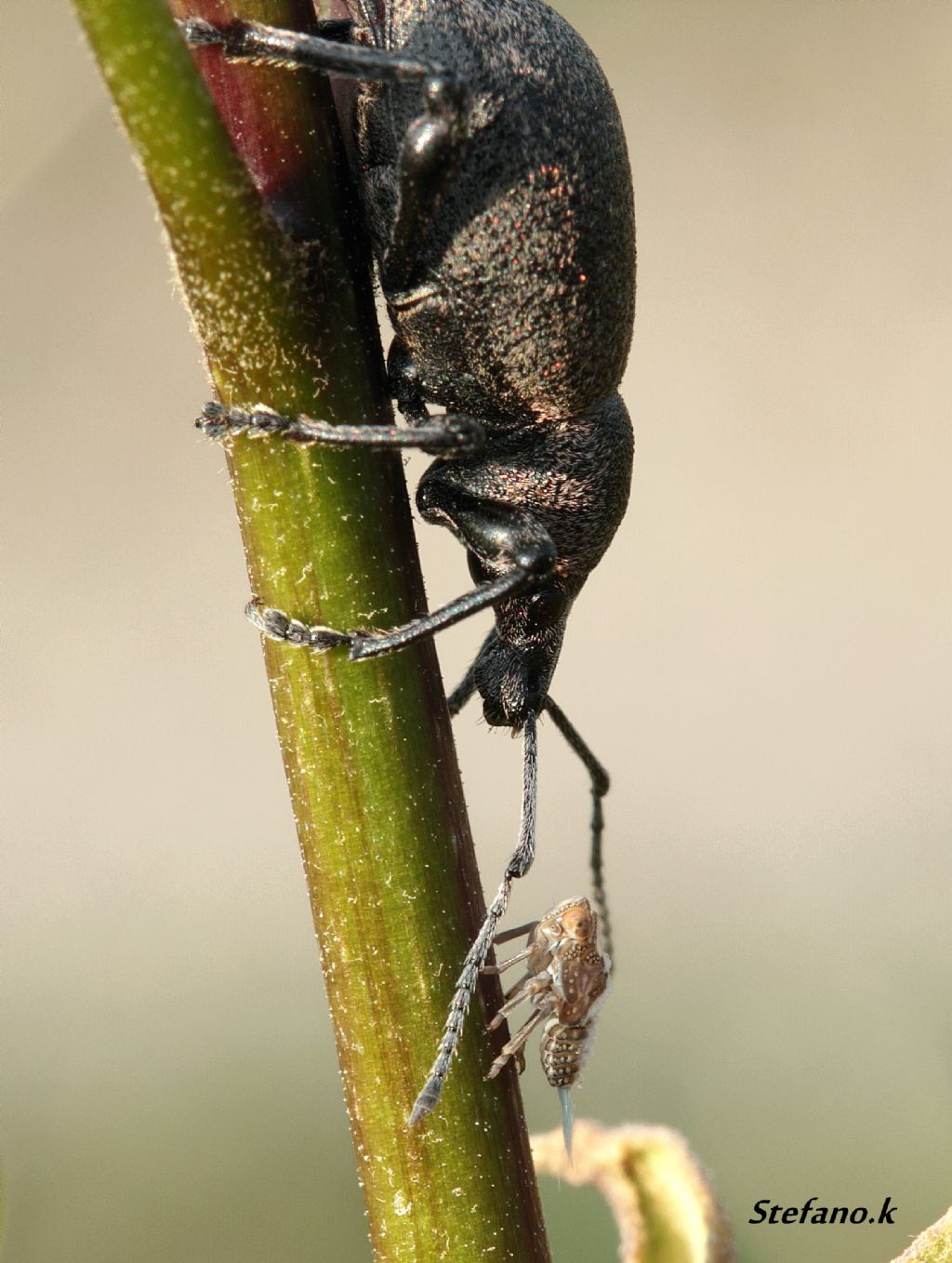 Otiorhynchus bisulcatus e ninfa di Issidae